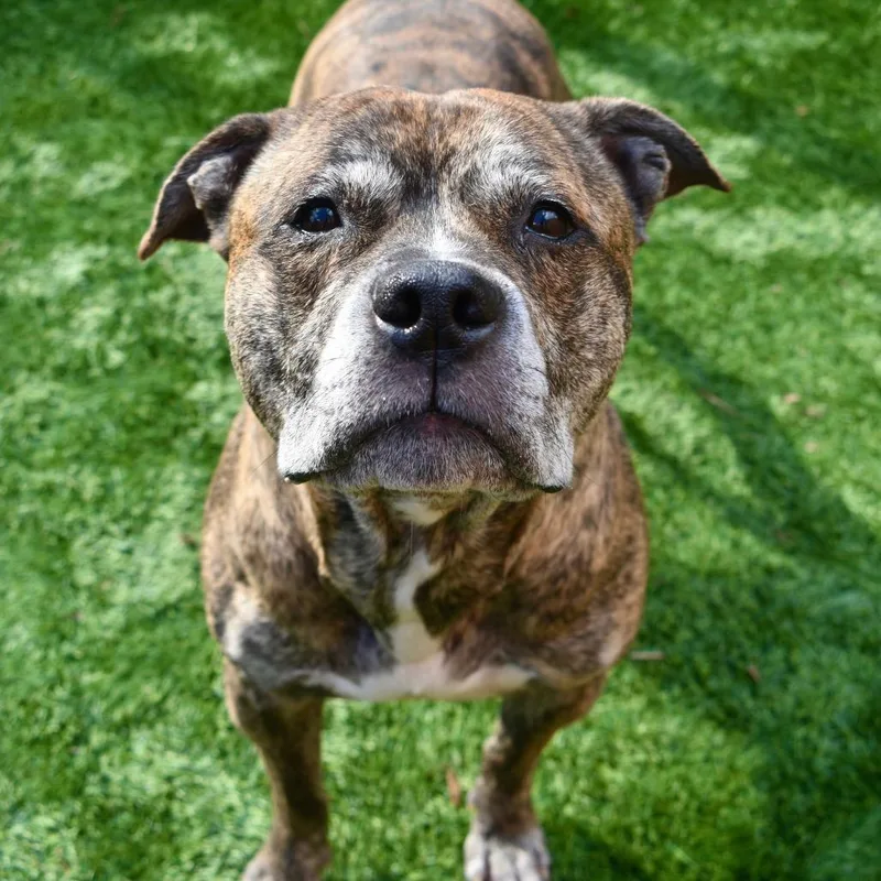 A senior medium-sized male Brindle Pit Bull Terrier dog named King Of Hearts for adoption in Naperville, IL
