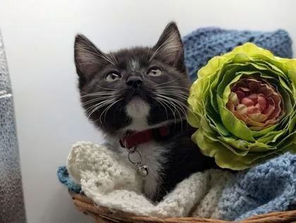A young small-sized female Domestic Short Hair cat named B Tami Petsmart North for adoption in North Charleston, SC
