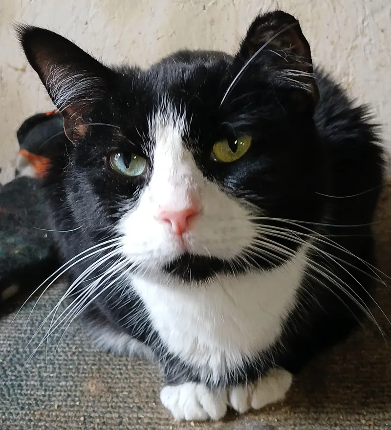 An adult medium-sized male Black & White / Tuxedo Domestic Short Hair cat named Pluto for adoption in Eaton Rapids, MI