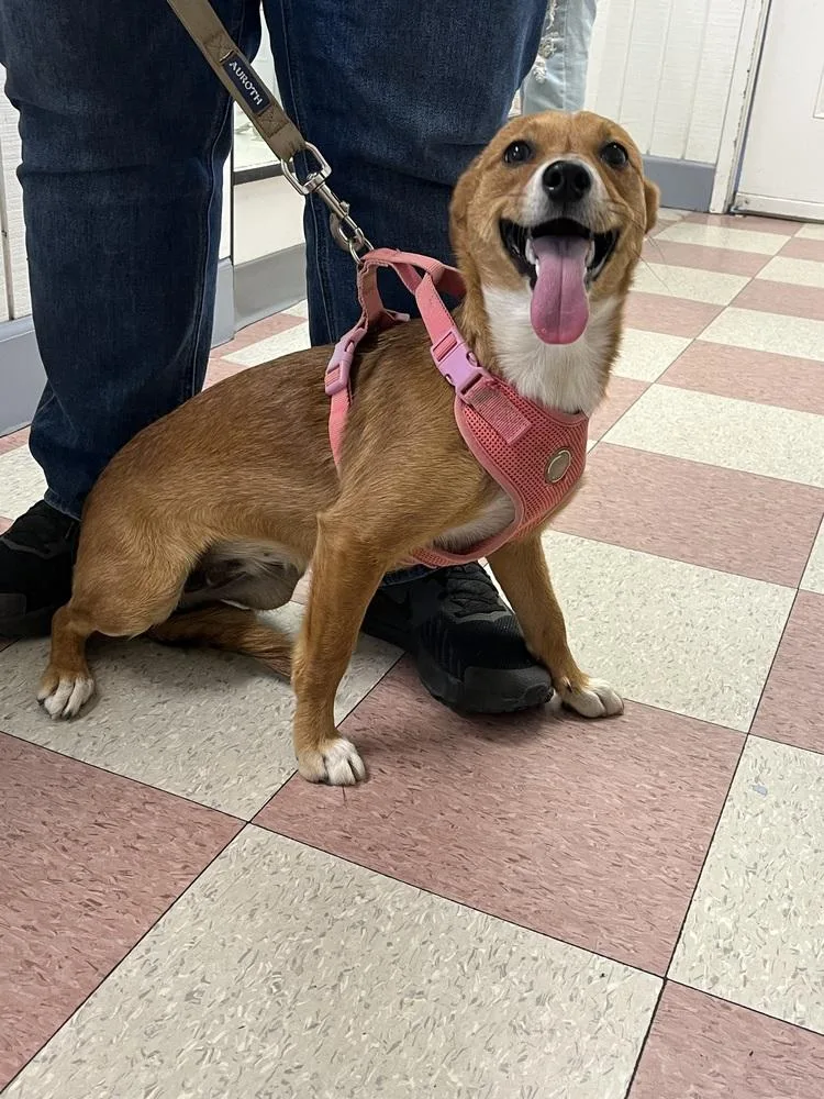 An adult small-sized female Tricolor (Brown, Black, & White) Chihuahua dog named Masha for adoption in Ontario, CA