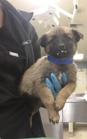 A baby small-sized male Belgian Shepherd / Malinois dog named Melon for adoption in Riverside, CA