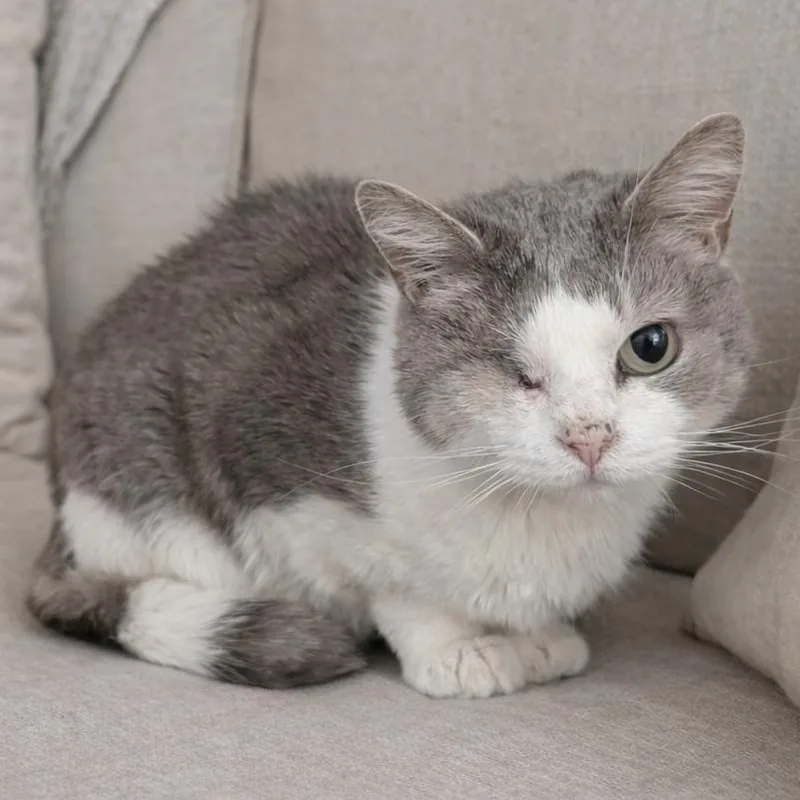 A senior small-sized female Gray / Blue / Silver Domestic Short Hair cat named Pirate for adoption in Reisterstown, MD