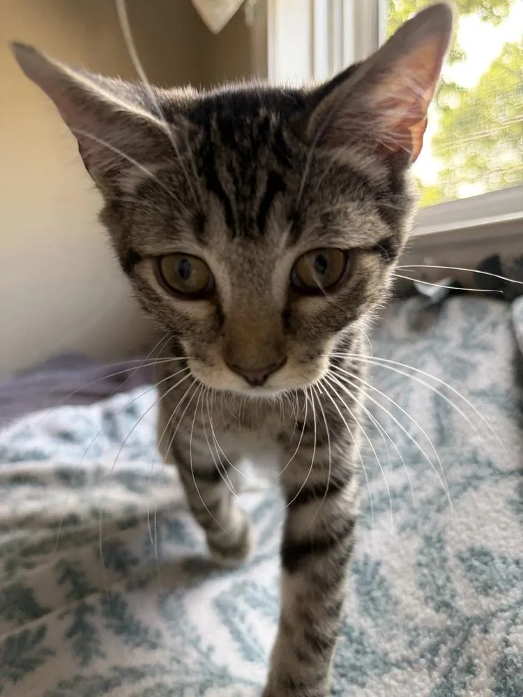 A baby small-sized male Tabby (Brown / Chocolate) Domestic Short Hair cat named Tippy for adoption in Duxbury, MA