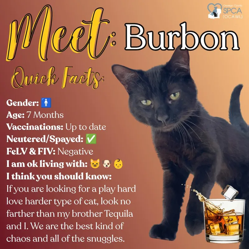 A young medium-sized male Domestic Short Hair cat named Burbon for adoption in Fulton, NY
