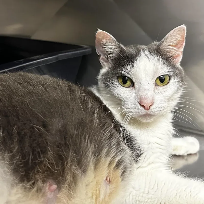 A young medium-sized female White Domestic Short Hair cat named Juanita for adoption in Blue Ridge, GA