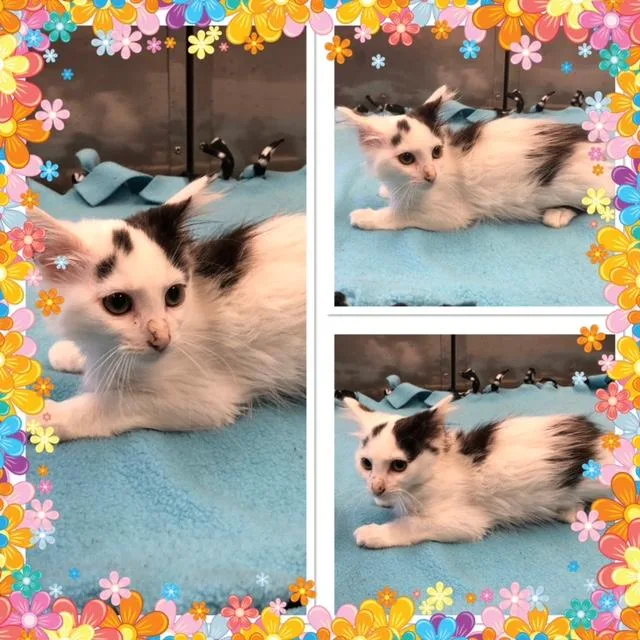 A baby small-sized female White Domestic Long Hair cat named Dragonfly for adoption in Buckhannon, WV