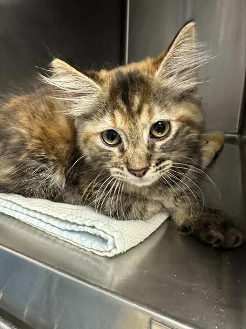 A baby small-sized female Domestic Medium Hair cat named Molly for adoption in Santa Cruz, CA