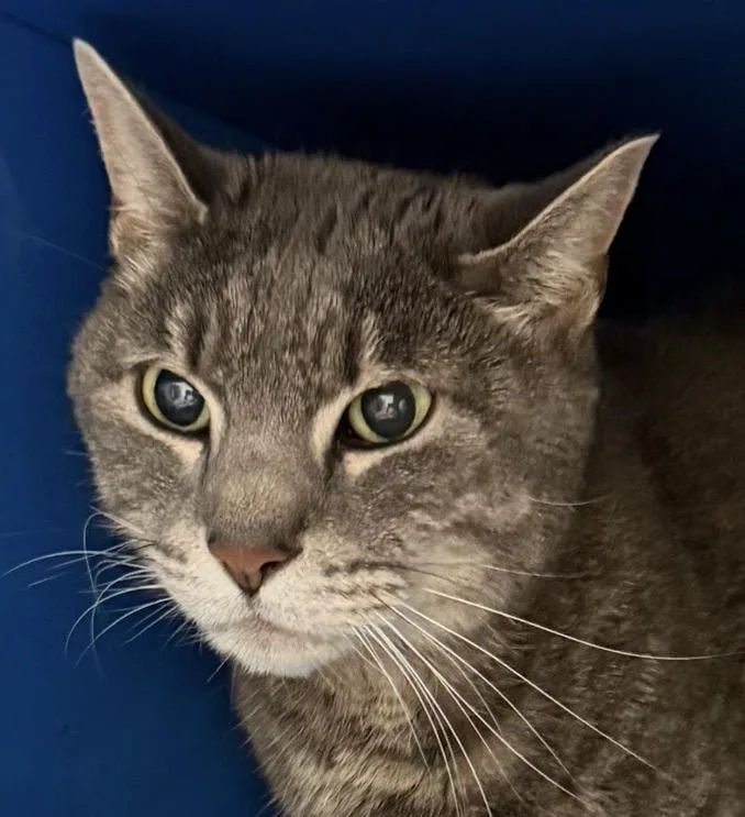 An adult medium-sized male Tabby (Gray / Blue / Silver) Domestic Short Hair cat named Cisco for adoption in Sault Sainte Marie, MI