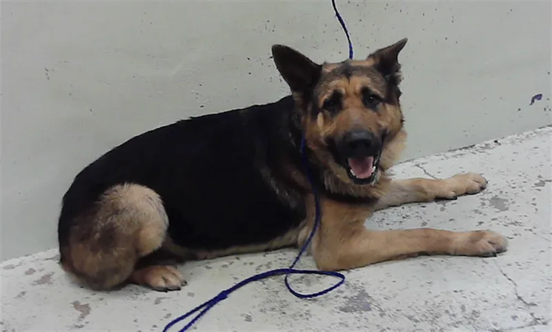 An adult large-sized male German Shepherd Dog dog named Monty for adoption in Houston, TX