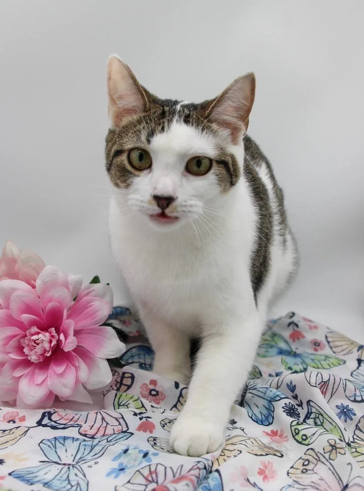 Cheri Ii thumbnail 2