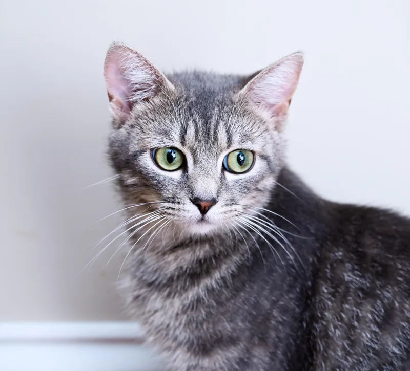 An adult medium-sized female Tabby (Gray / Blue / Silver) Tabby cat named Manatee for adoption in Chattanooga, TN