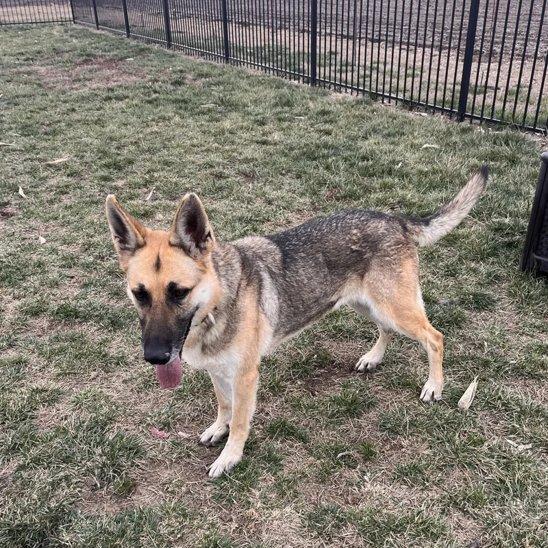 An adult large-sized female Yellow / Tan / Blond / Fawn German Shepherd Dog dog named Glory for adoption in Seward, NE