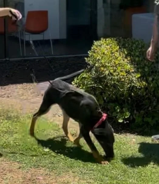 A young large-sized male Black Shepherd dog named Dusty for adoption in Frazier Park, CA