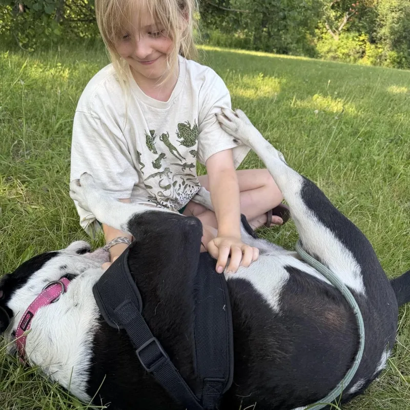 A young medium-sized male Black Labrador Retriever dog named Danny Boy for adoption in Williston, VT