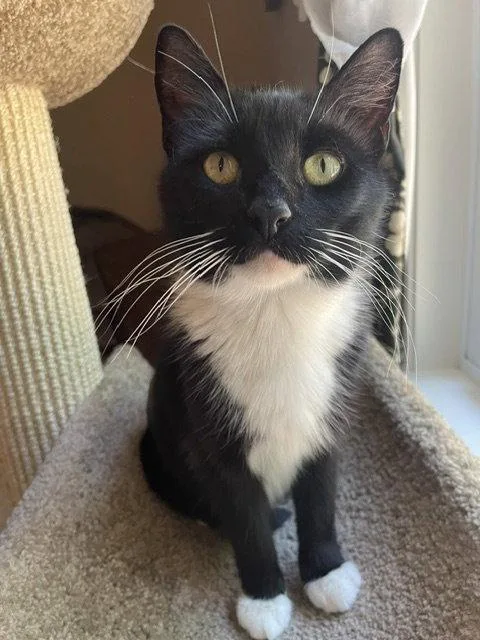 A young medium-sized female Tuxedo cat named Belle for adoption in Greenville, DE