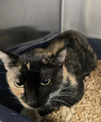 A baby medium-sized female Domestic Short Hair cat named Ragdoll for adoption in Gainesville, FL