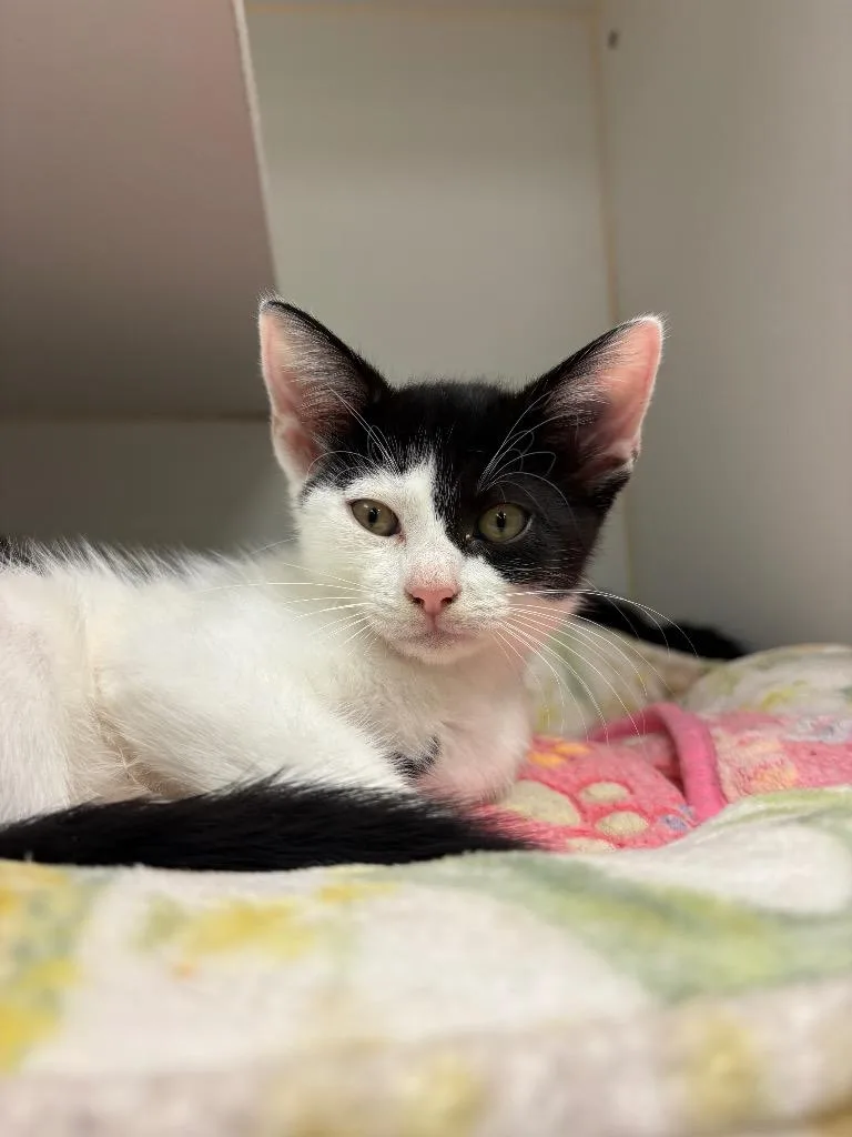 A baby small-sized male Domestic Short Hair cat named Moose for adoption in Johnson City, TN