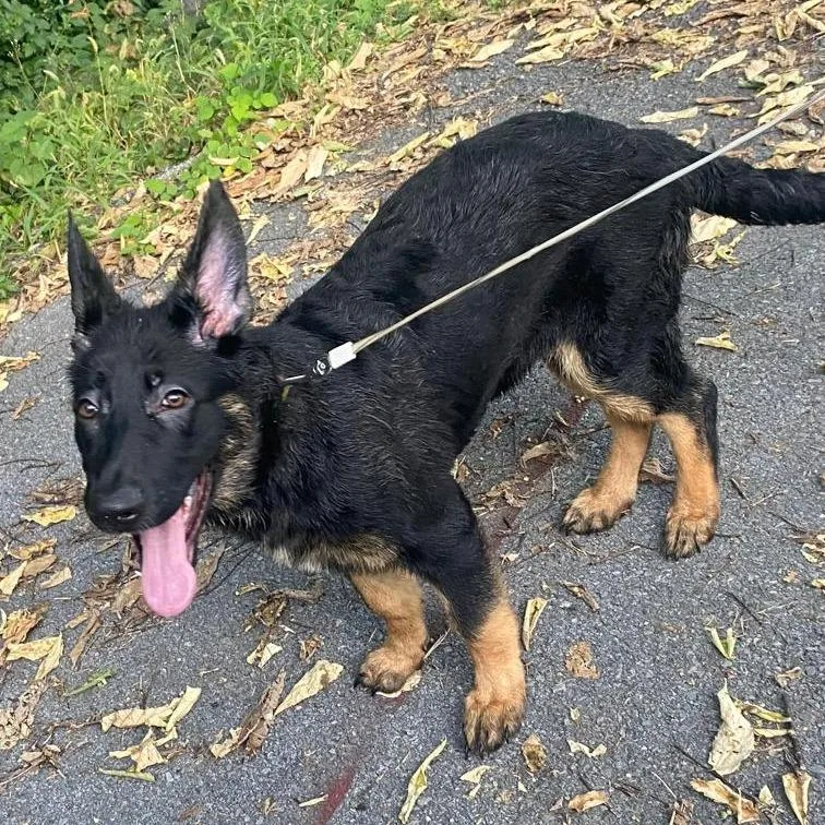 A baby medium-sized female German Shepherd Dog dog named Belle for adoption in New Ringgold, PA