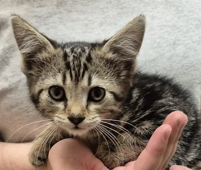 A baby small-sized female Domestic Short Hair cat named Lilo for adoption in Lodi, CA