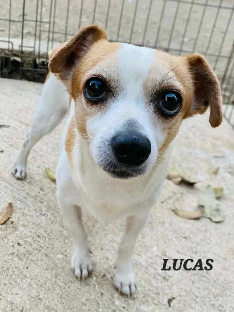 An adult small-sized male Apricot / Beige Chihuahua dog named Lucas for adoption in Milford, NH