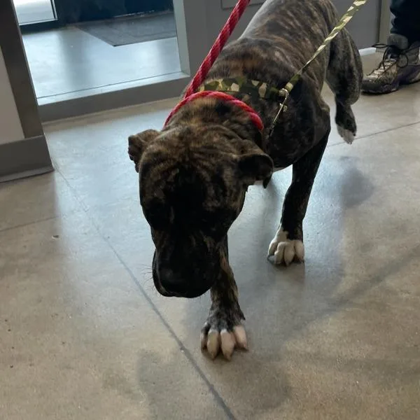A young medium-sized male Terrier dog named Lime for adoption in Des Moines, IA