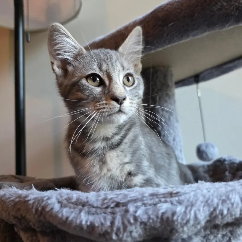 A baby medium-sized male Tabby (Gray / Blue / Silver) Domestic Short Hair cat named Garden Weasel for adoption in Richmond, VA