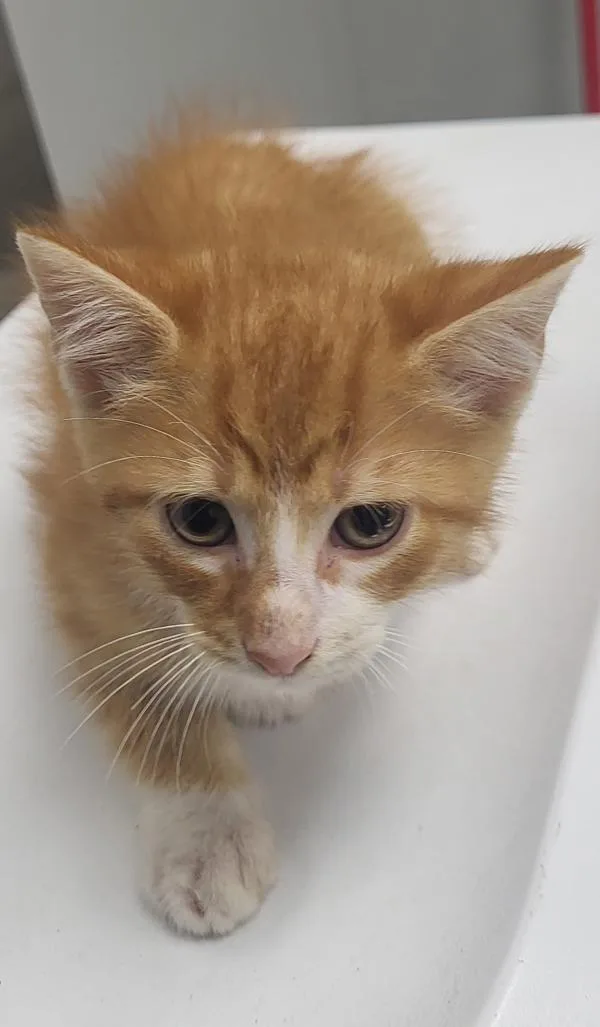 A baby small-sized male Domestic Short Hair cat named Nf Chip for adoption in Lawrenceville, GA