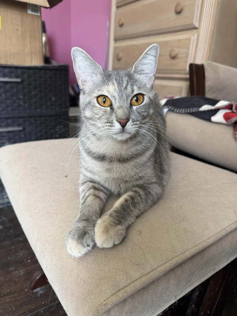 An adult medium-sized female Gray / Blue / Silver Domestic Short Hair cat named Mia for adoption in Herndon, VA
