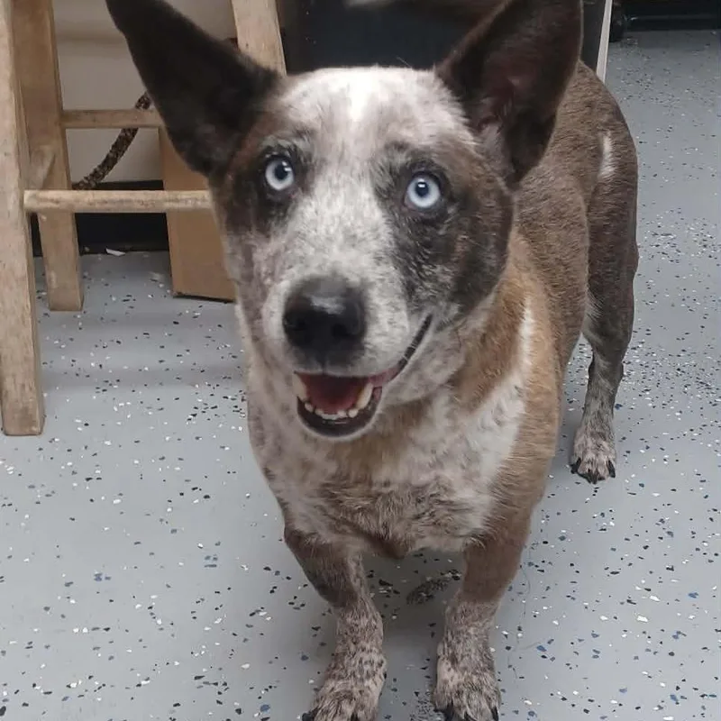 An adult medium-sized male Australian Shepherd dog named Dunn for adoption in New Tazewell, TN