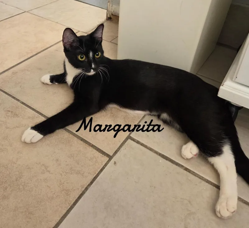 A young medium-sized female Domestic Short Hair cat named Margarita for adoption in Naugatuck, CT