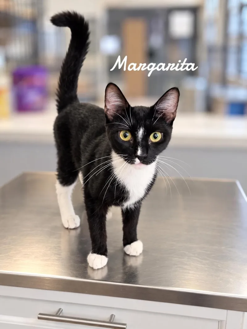 Margarita thumbnail 2