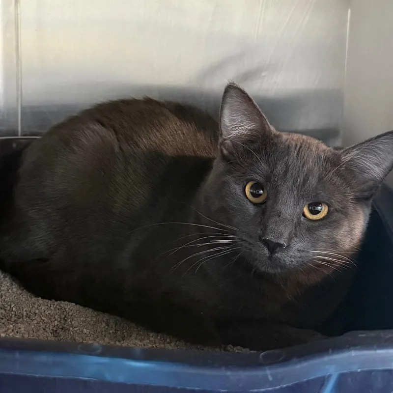 A young small-sized male Gray / Blue / Silver Domestic Short Hair cat named Quincy for adoption in Cedaredge, CO