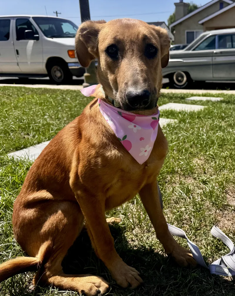 A baby large-sized female Red / Chestnut / Orange Labrador Retriever dog named Chanel for adoption in Torrance, CA