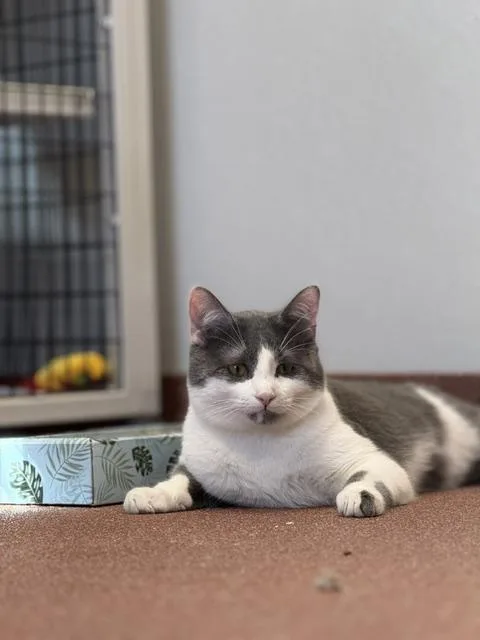 A young medium-sized male Gray & White Domestic Short Hair cat named Bones for adoption in Saranac Lake, NY