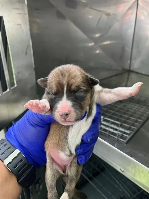A baby large-sized female Mixed Breed dog named Swiss for adoption in Dallas, TX