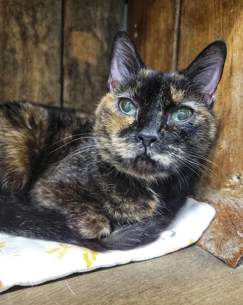 A senior medium-sized female Tortoiseshell Domestic Short Hair cat named Chita Rivera for adoption in Grand Rapids, MI