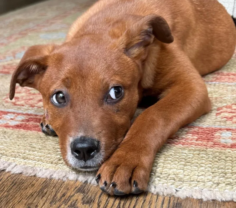 Toffee thumbnail 5