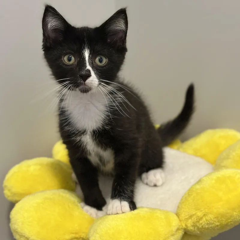 A baby medium-sized male Black & White / Tuxedo Domestic Short Hair cat named Pip for adoption in Victor, NY