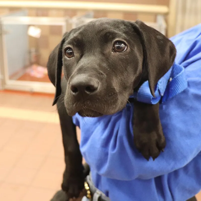 A baby small-sized female Mixed Breed dog named Blair for adoption in Port Washington, NY