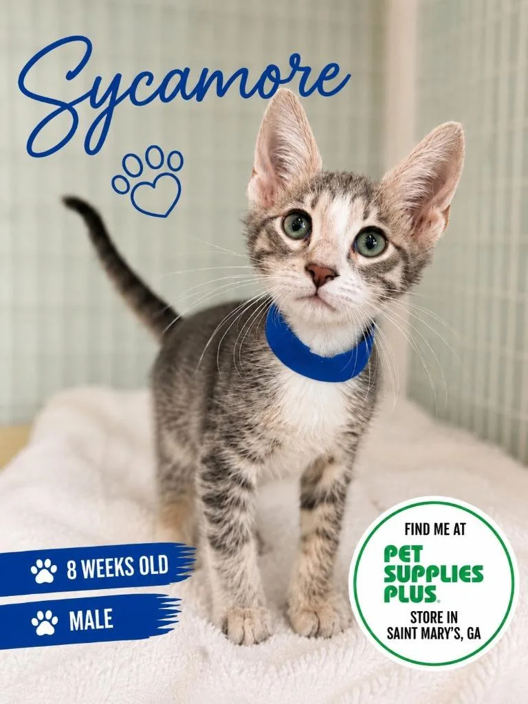 A baby medium-sized male Domestic Short Hair cat named Sycamore for adoption in Kingsland, GA