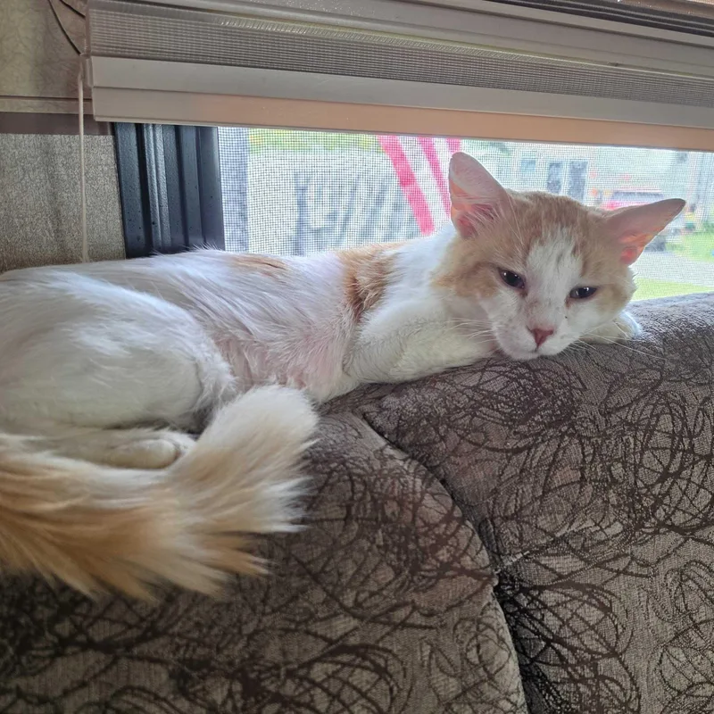 A baby medium-sized male Domestic Medium Hair cat named Oscar for adoption in East Amherst, NY