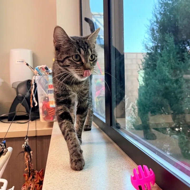 A baby medium-sized female Brown / Chocolate Domestic Short Hair cat named Marion for adoption in Great Falls, MT