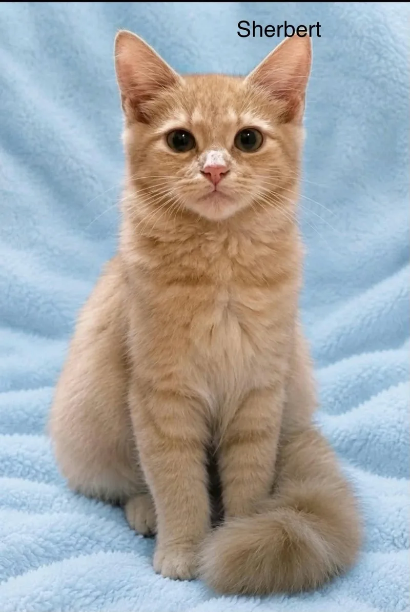 Sherbert thumbnail 2