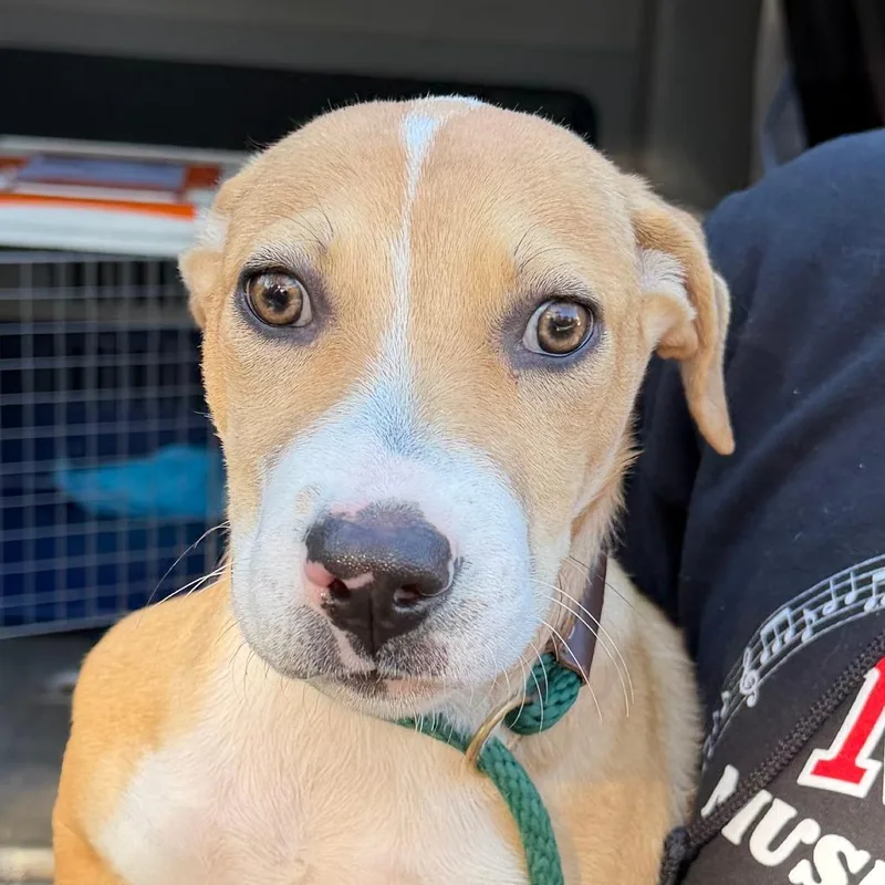 A baby large-sized male Yellow / Tan / Blond / Fawn Hound dog named Simba for adoption in Calverton, NY