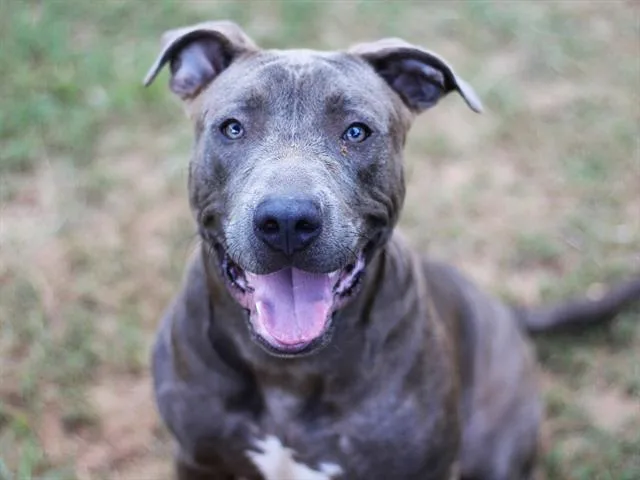 An adult large-sized male Blue Lacy dog named Waffle for adoption in Tallahassee, FL