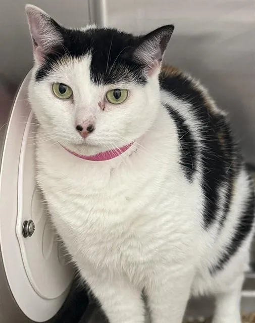A young large-sized female Domestic Short Hair cat named Kiki for adoption in Upper Marlboro, MD