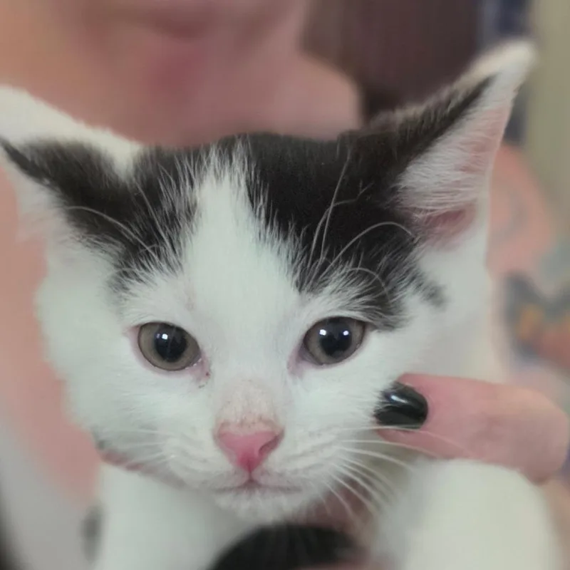 A baby small-sized male White Domestic Short Hair cat named Curious Smurf for adoption in Muncie, IN