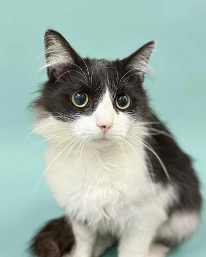 Sylvester