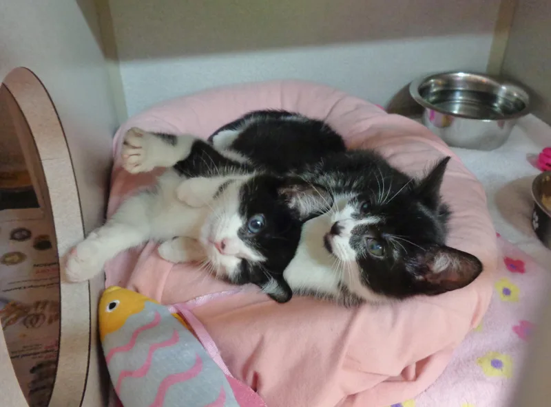 A baby small-sized male Black & White / Tuxedo Domestic Short Hair cat named Prank & Parody for adoption in Delhi, NY