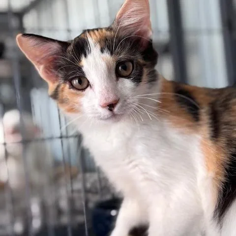 A baby small-sized female Domestic Short Hair cat named Lilith for adoption in Fort Smith, AR